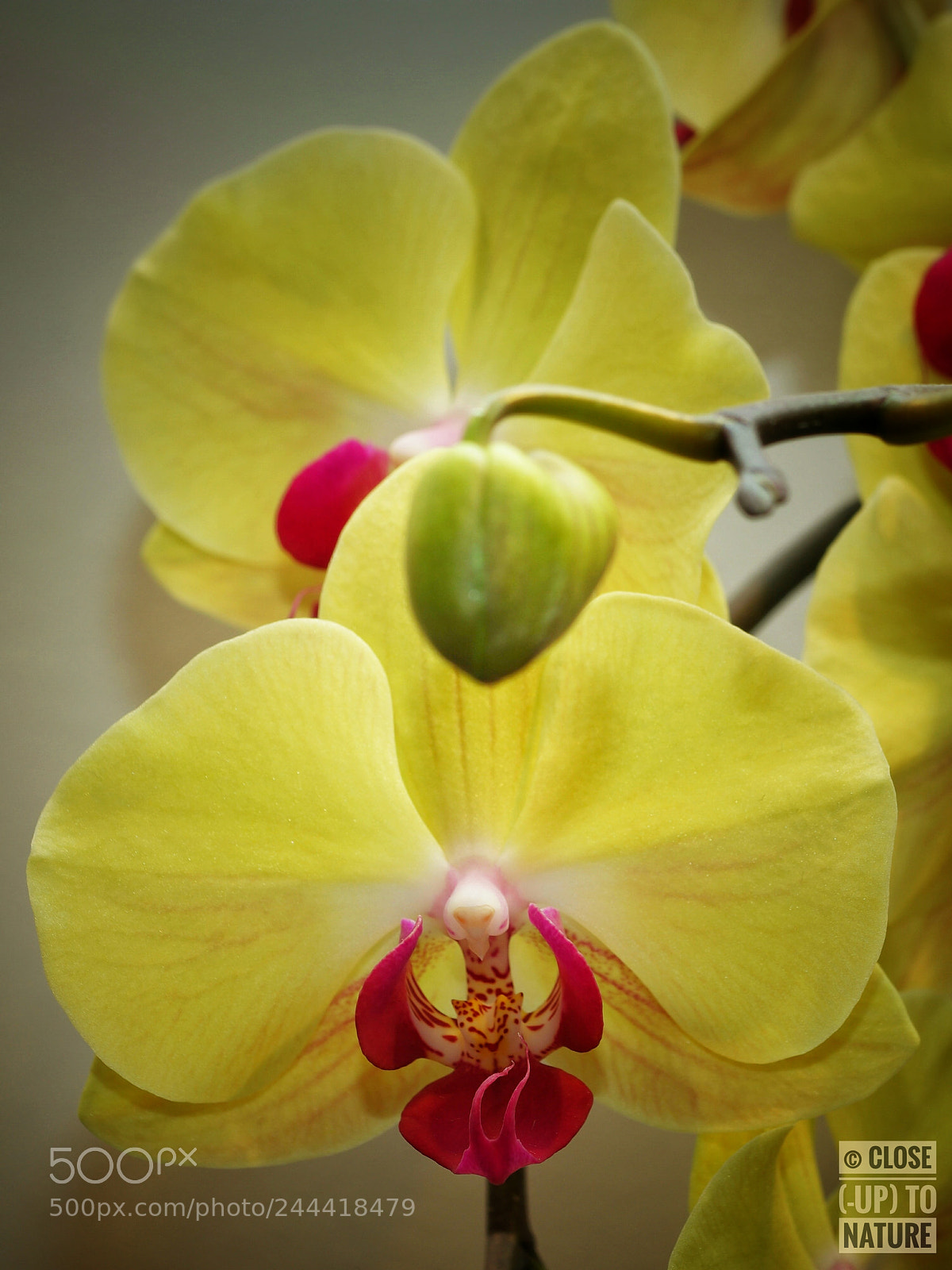 Samsung NX500 sample photo. Phalaenopsis (4) photography