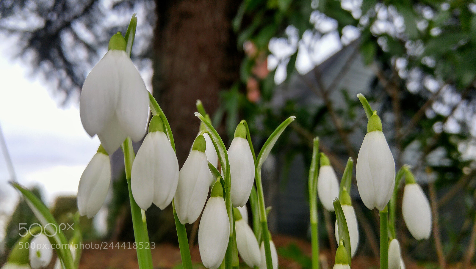 LG G4 sample photo. Snowdrops are out photography