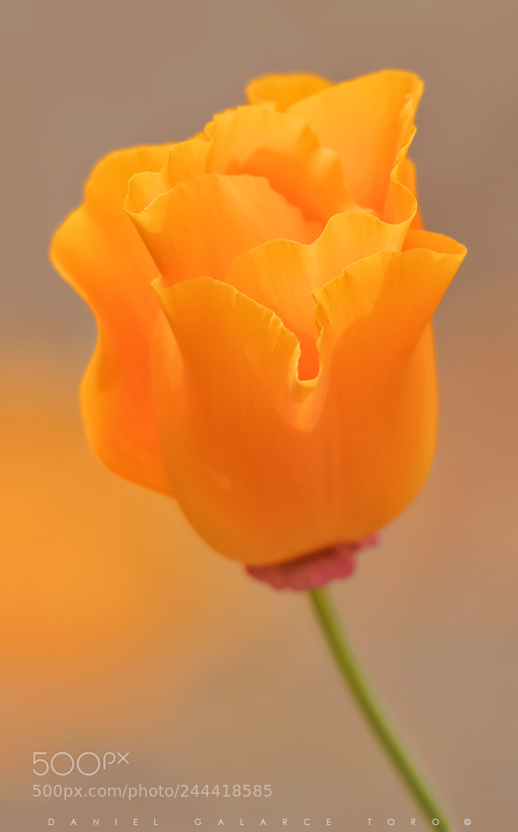Nikon D500 sample photo. Golden flower photography