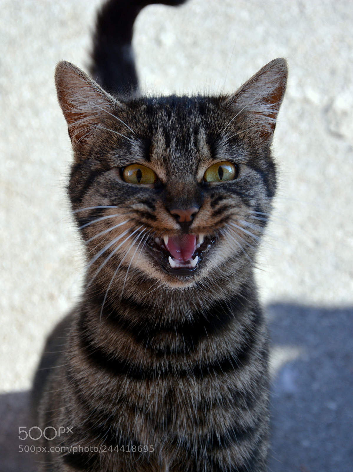 Nikon D7100 sample photo. Fierce beast photography
