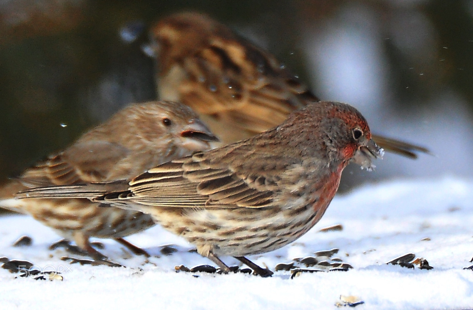 Nikon D90 sample photo. House finches photography