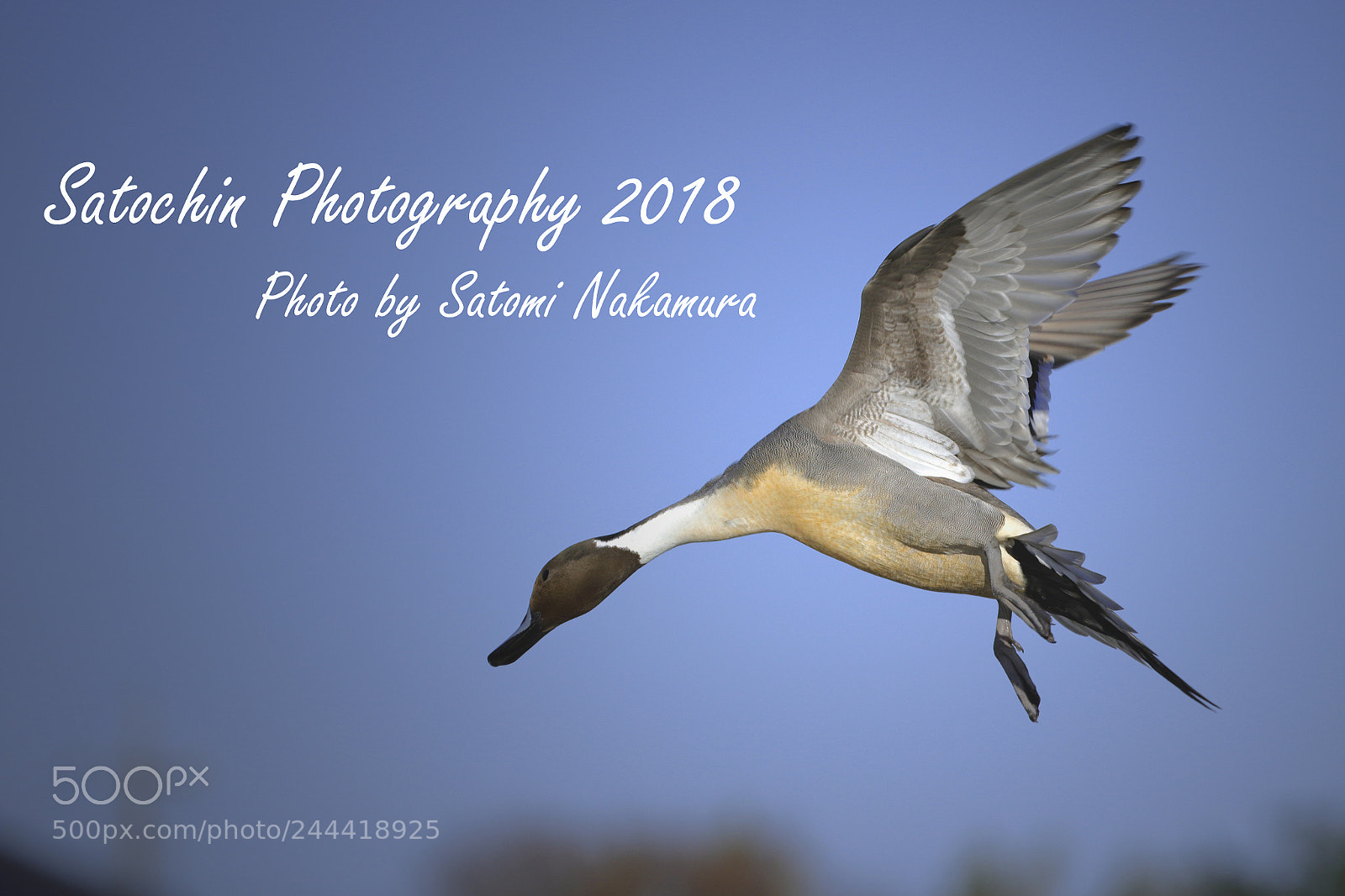 Canon EOS 7D Mark II sample photo. 舞い降りるオナガガモ photography