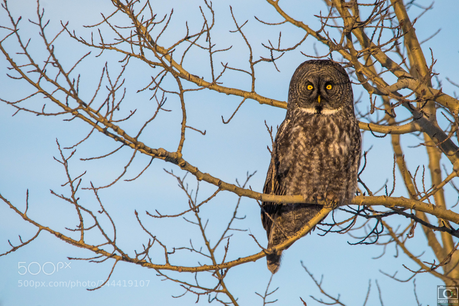 Nikon D810 sample photo. The stare photography