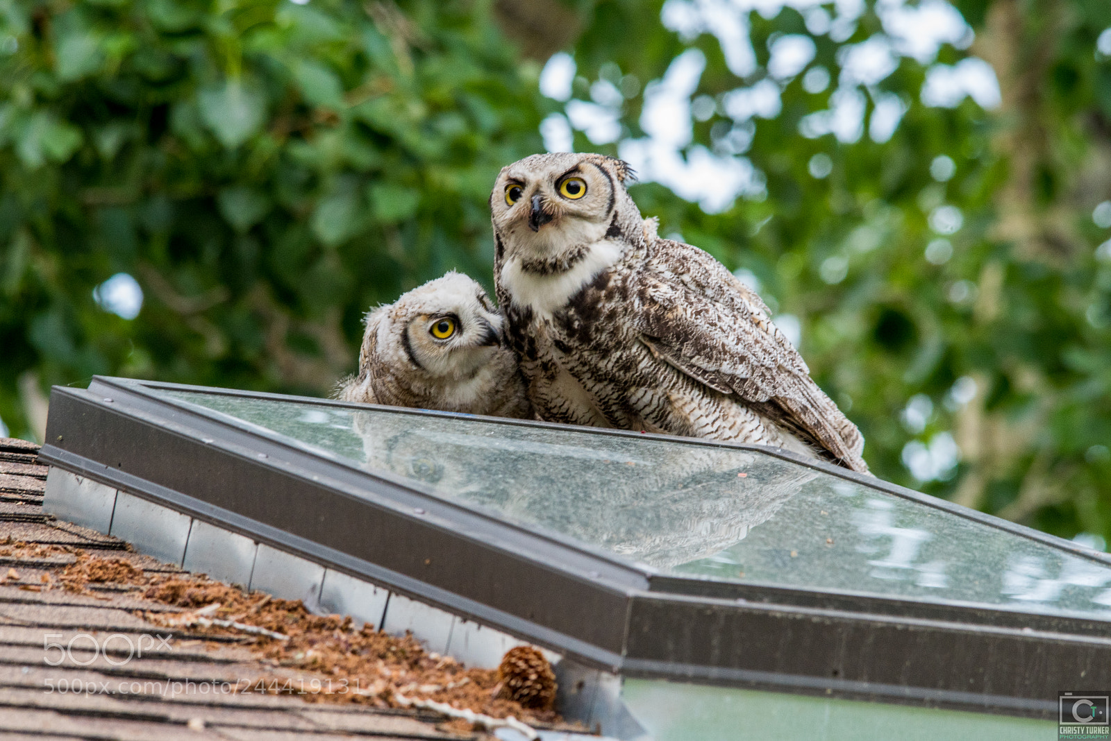 Nikon D810 sample photo. Owls of alberta photography