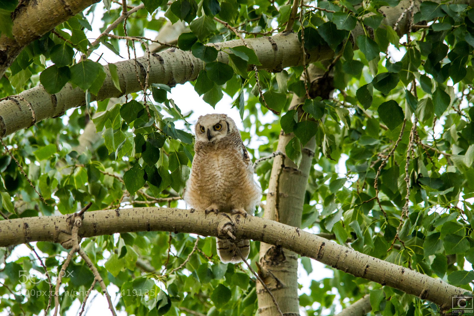 Nikon D810 sample photo. Owls of alberta- baby photography
