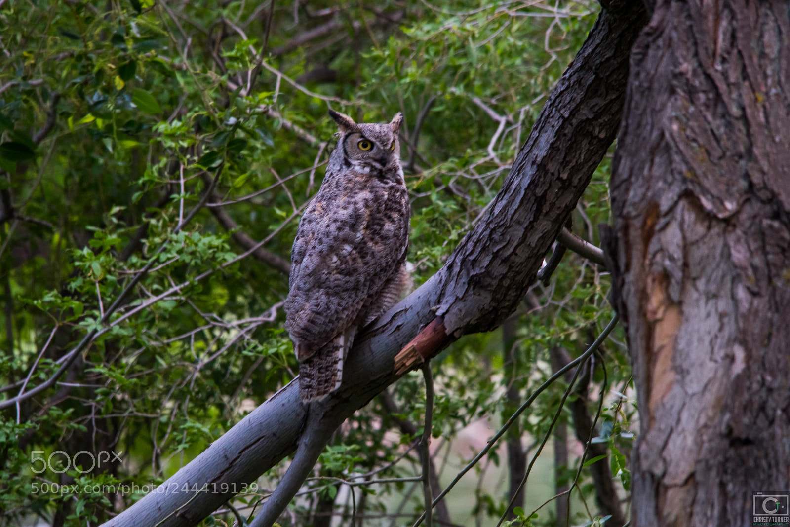Nikon D810 sample photo. Owls of alberta photography