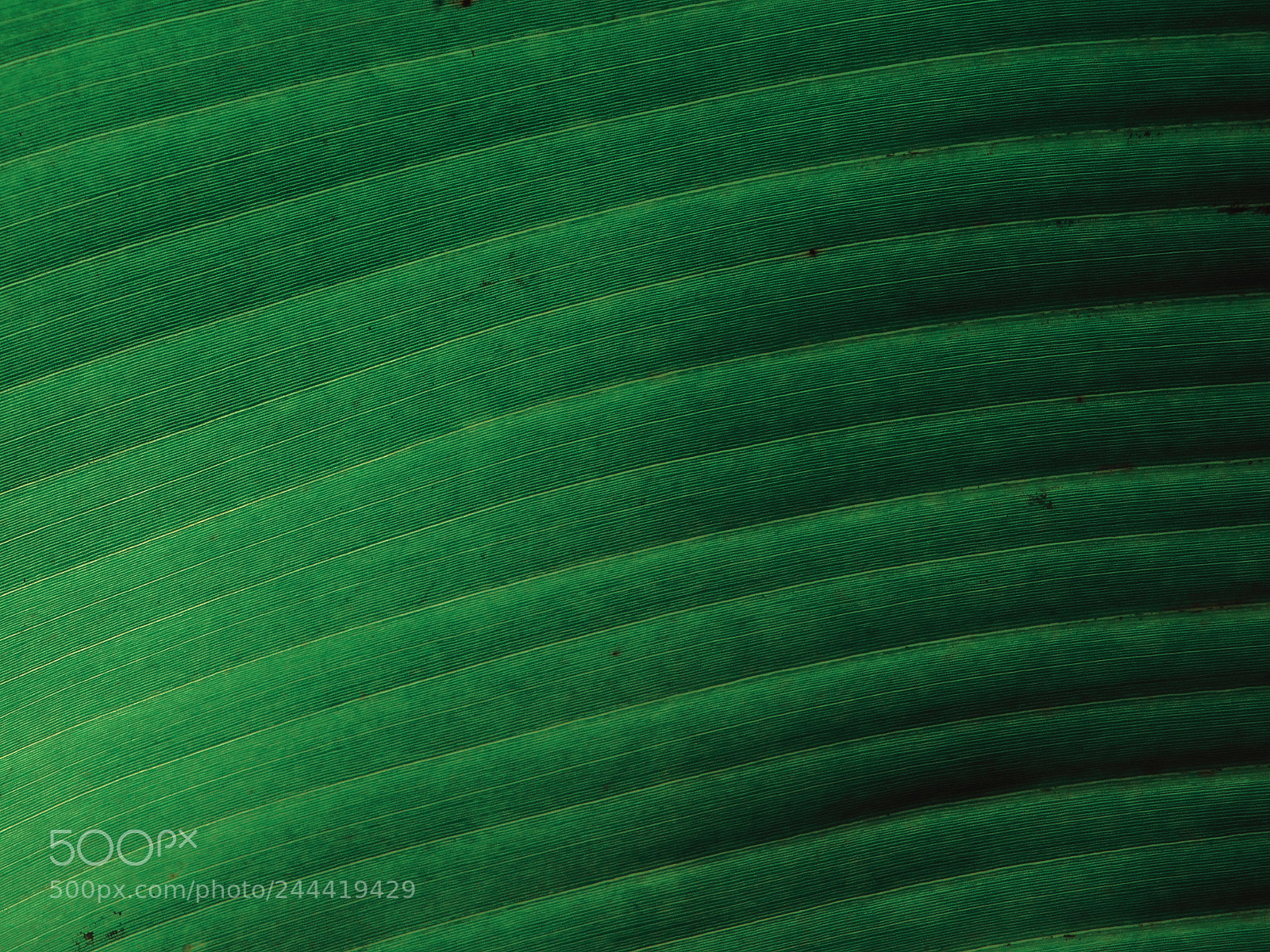 Nikon Coolpix B500 sample photo. Palm texture photography