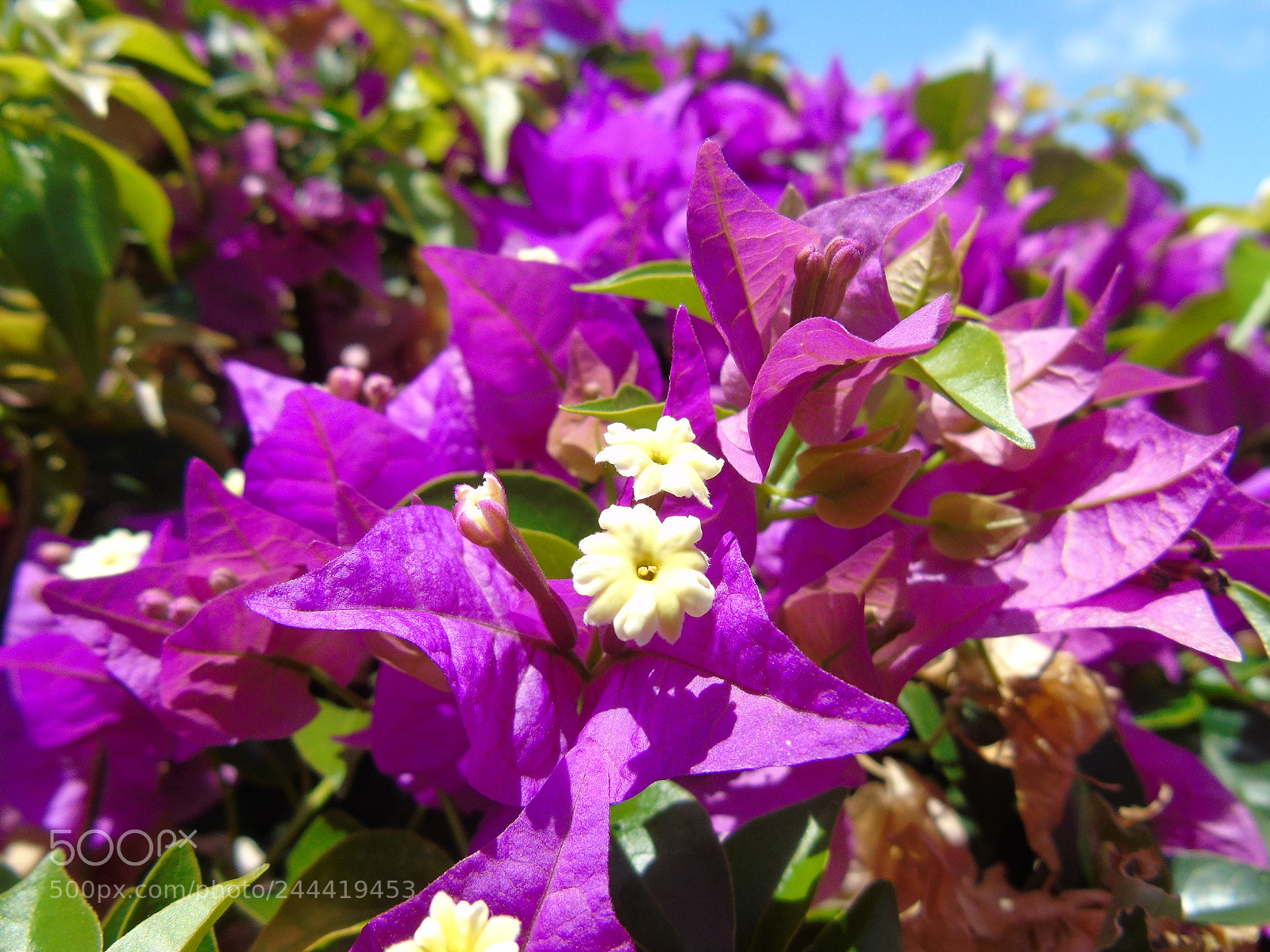 Sony Cyber-shot DSC-H400 sample photo. Dsc photography