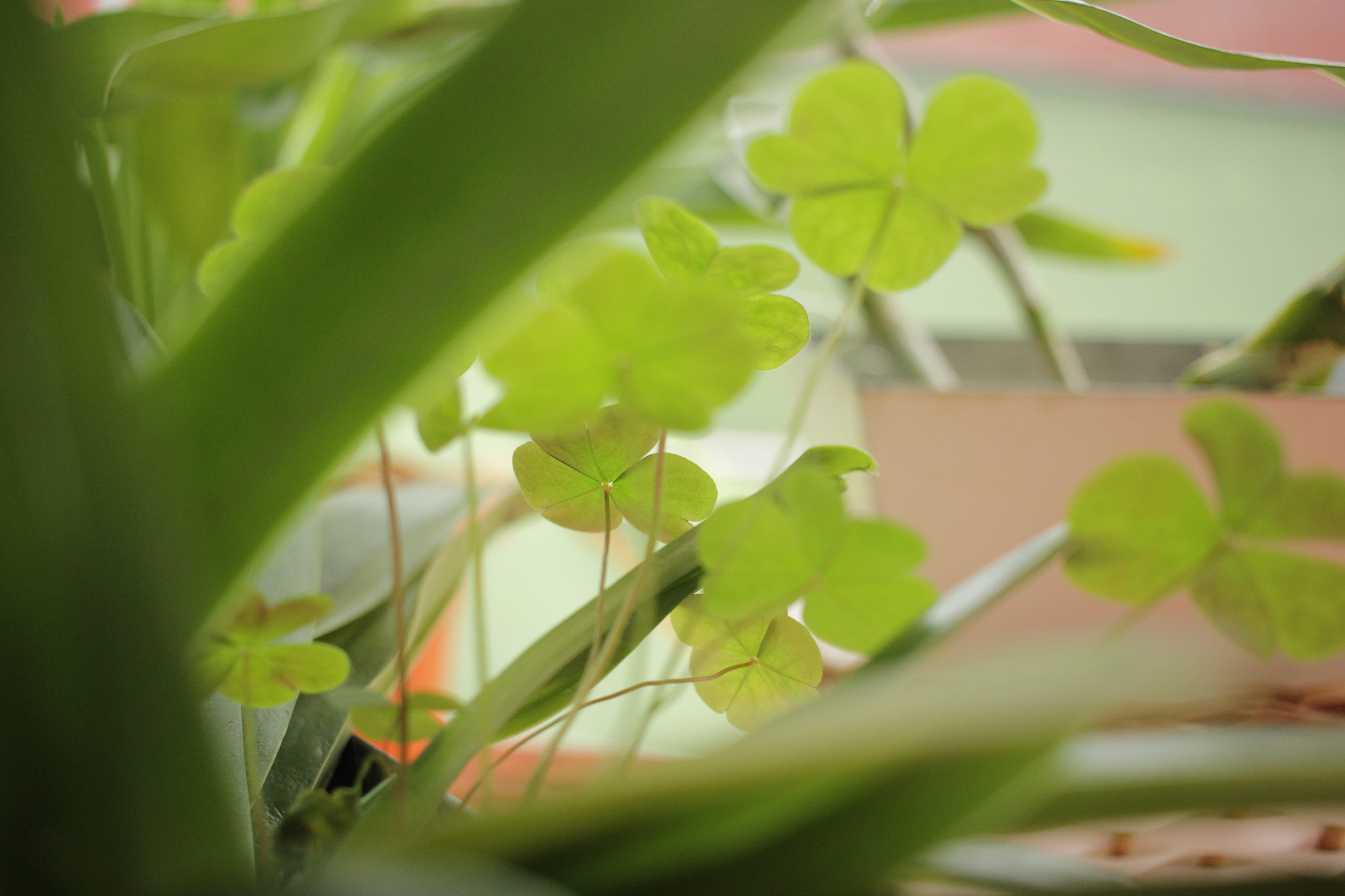 Canon EF-S 24mm F2.8 STM sample photo. Green life photography