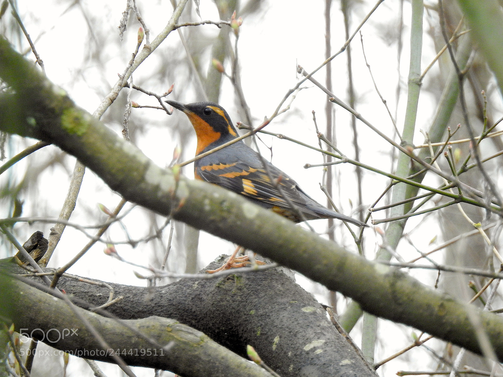Nikon Coolpix P900 sample photo. Varied thrush photography