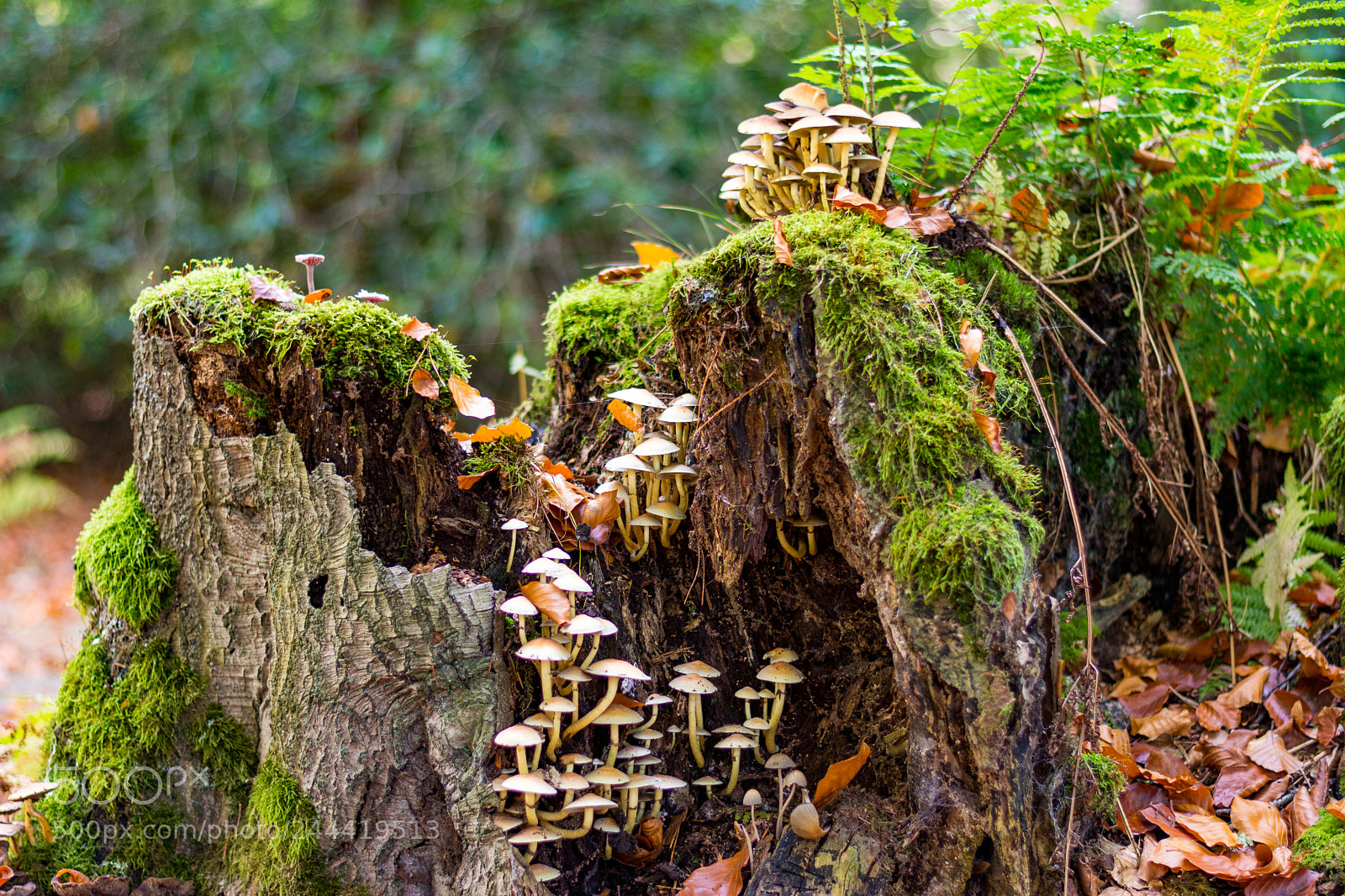 Nikon D7100 sample photo. Mushrooms in the tree. photography
