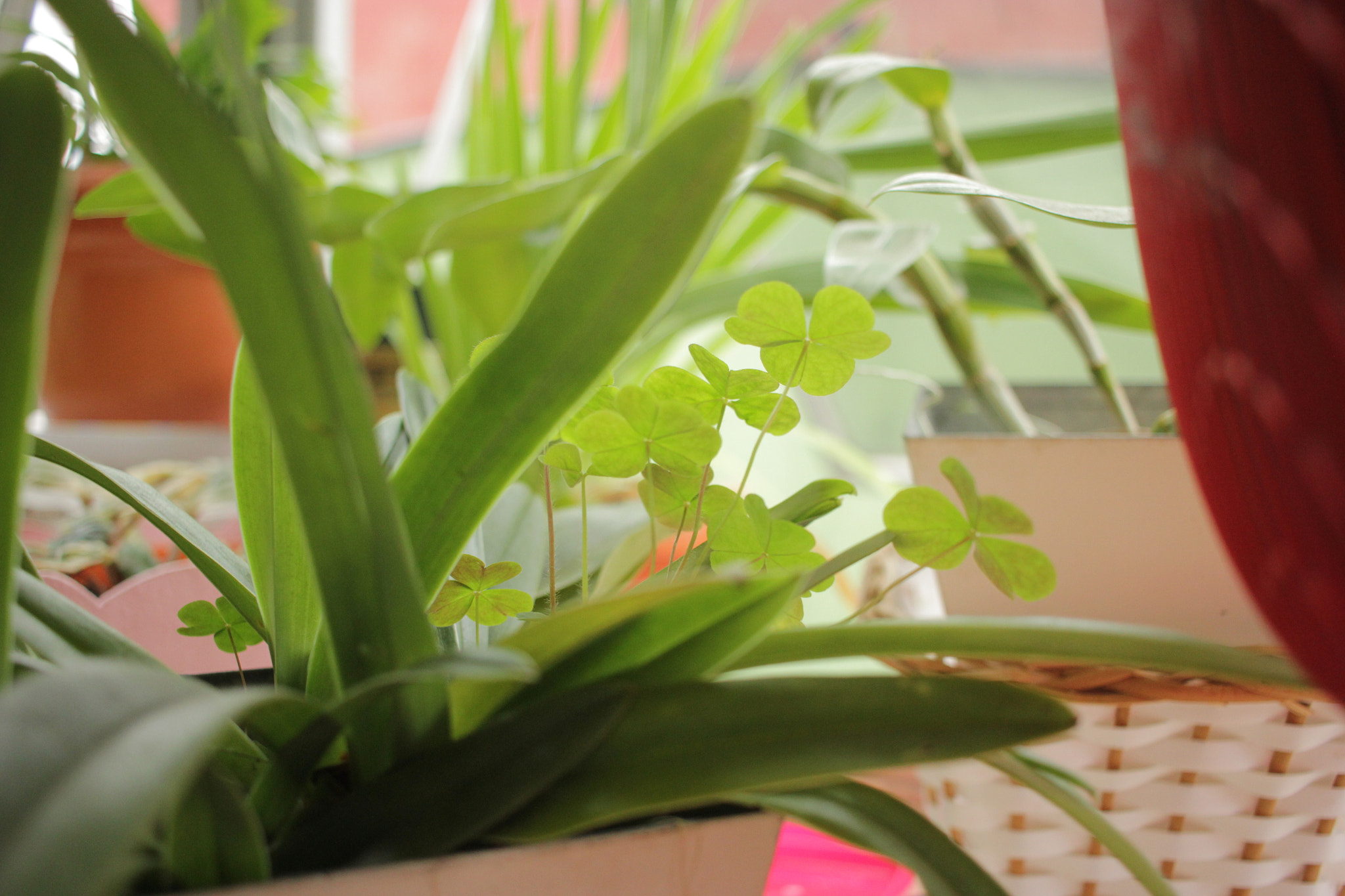Canon EF-S 24mm F2.8 STM sample photo. Green life ii photography