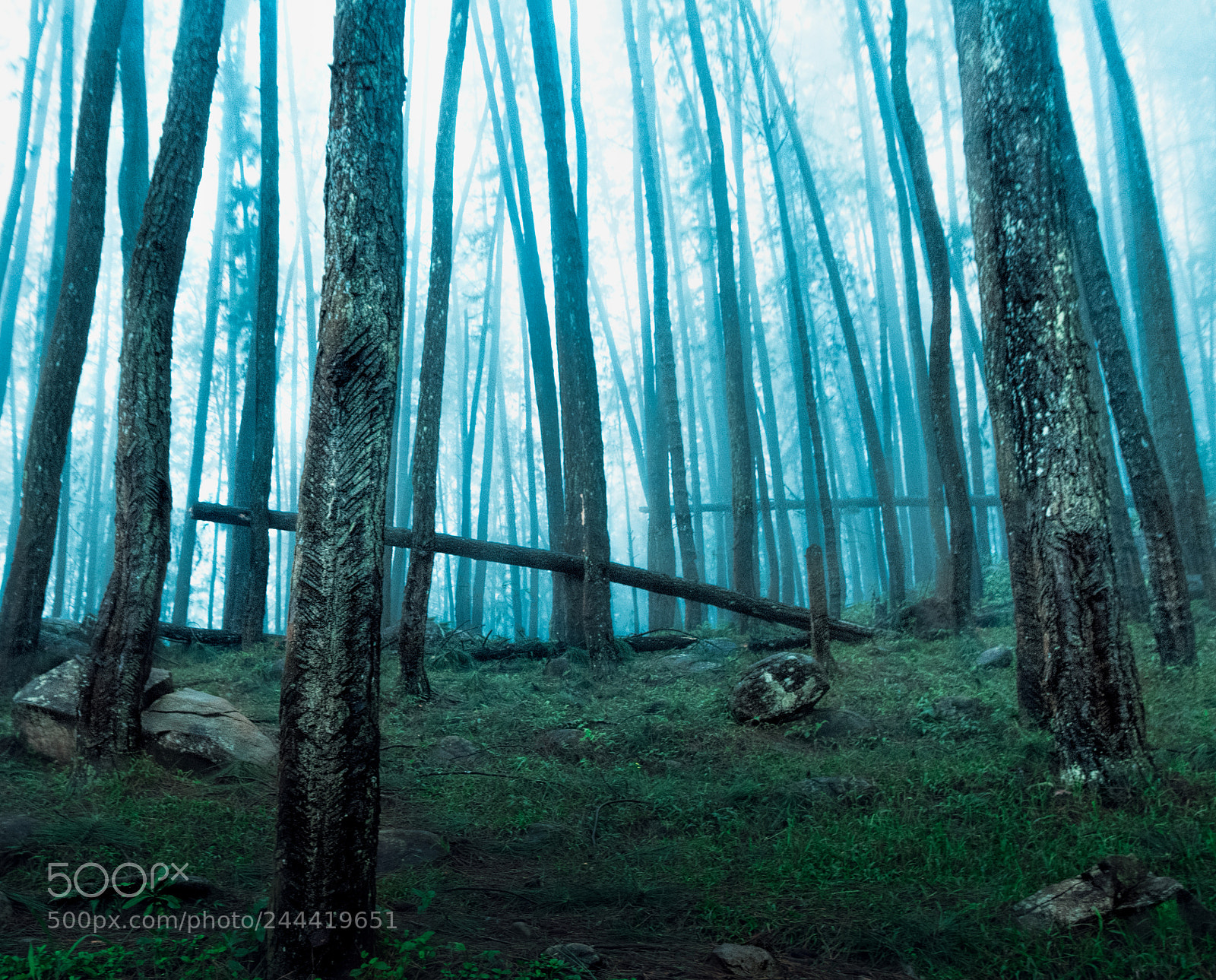 Nikon D3400 sample photo. Lost in the woods! photography