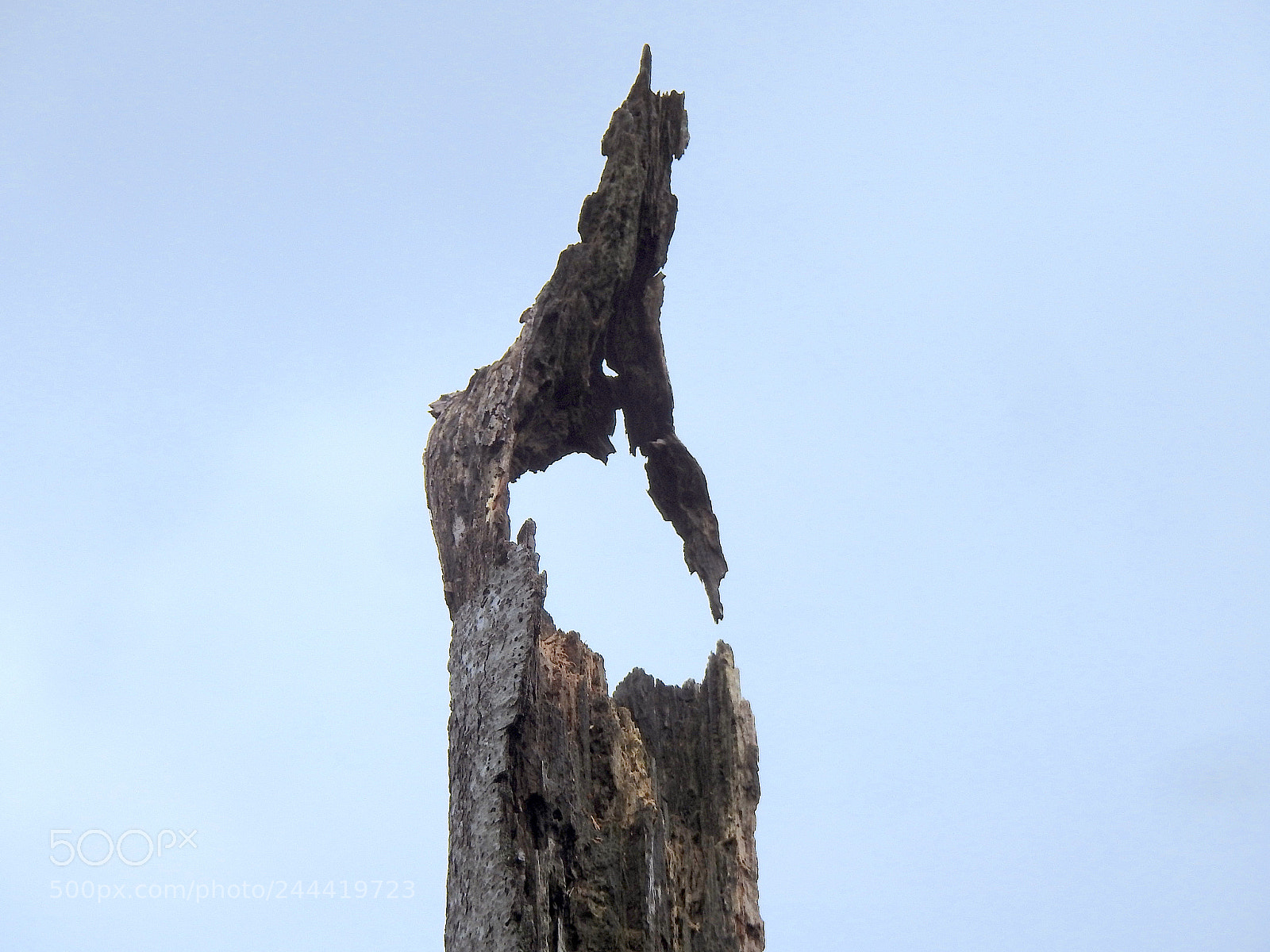 Nikon Coolpix P900 sample photo. Still standing photography