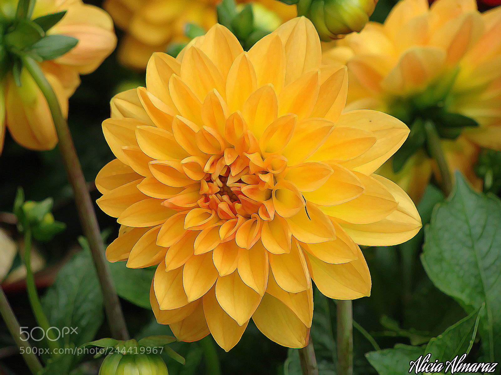 Sony Cyber-shot DSC-H10 sample photo. Flor de dahlia photography