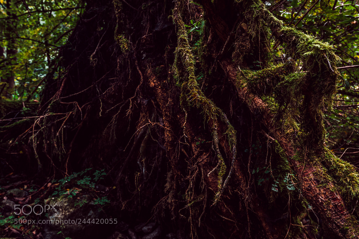 Nikon D610 sample photo. European jungle photography