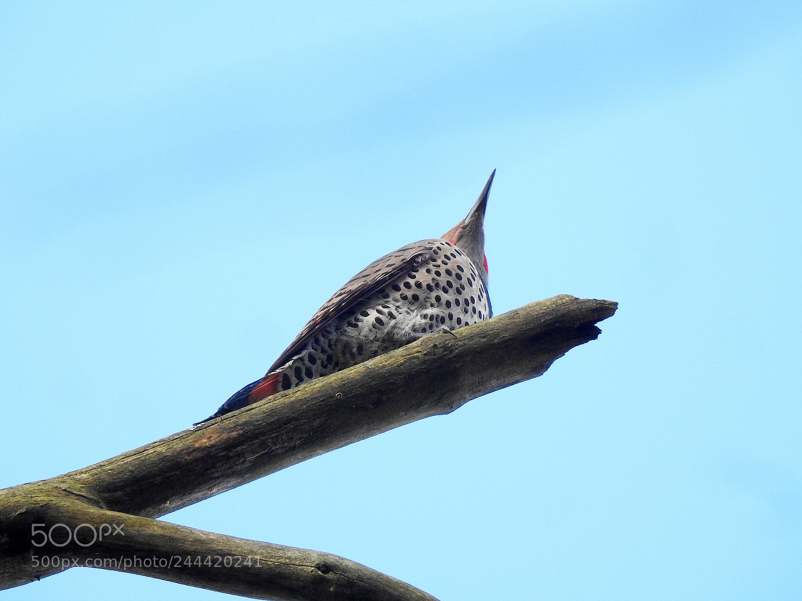 Nikon Coolpix P900 sample photo. Northern flicker photography