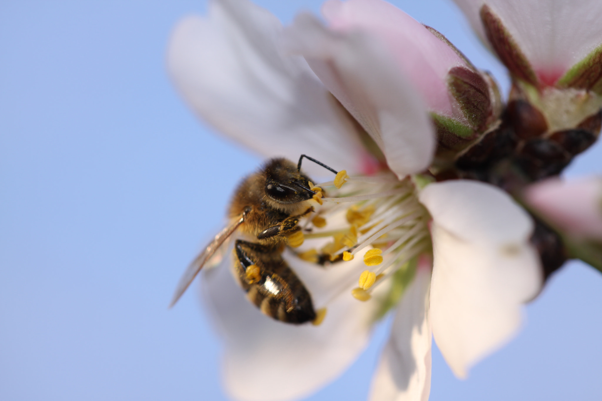 Sigma APO Macro 150mm f/2.8 EX DG HSM sample photo. Honey bee almond flower photography
