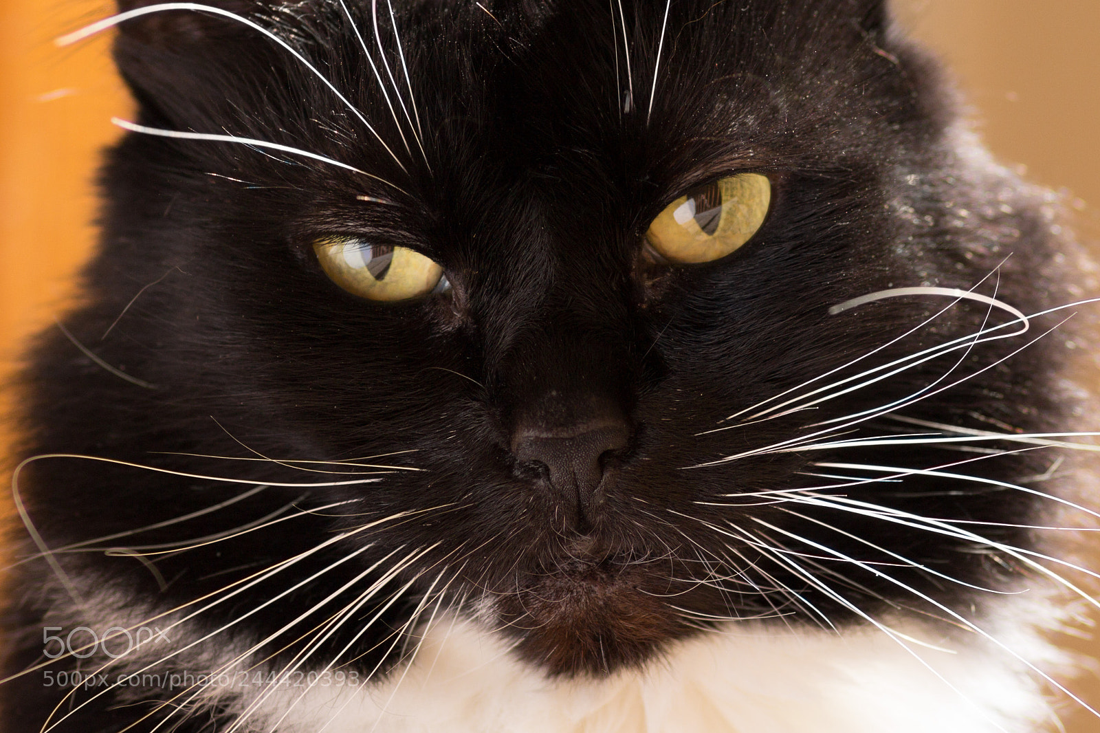 Canon EOS 1200D (EOS Rebel T5 / EOS Kiss X70 / EOS Hi) sample photo. Soxes photography