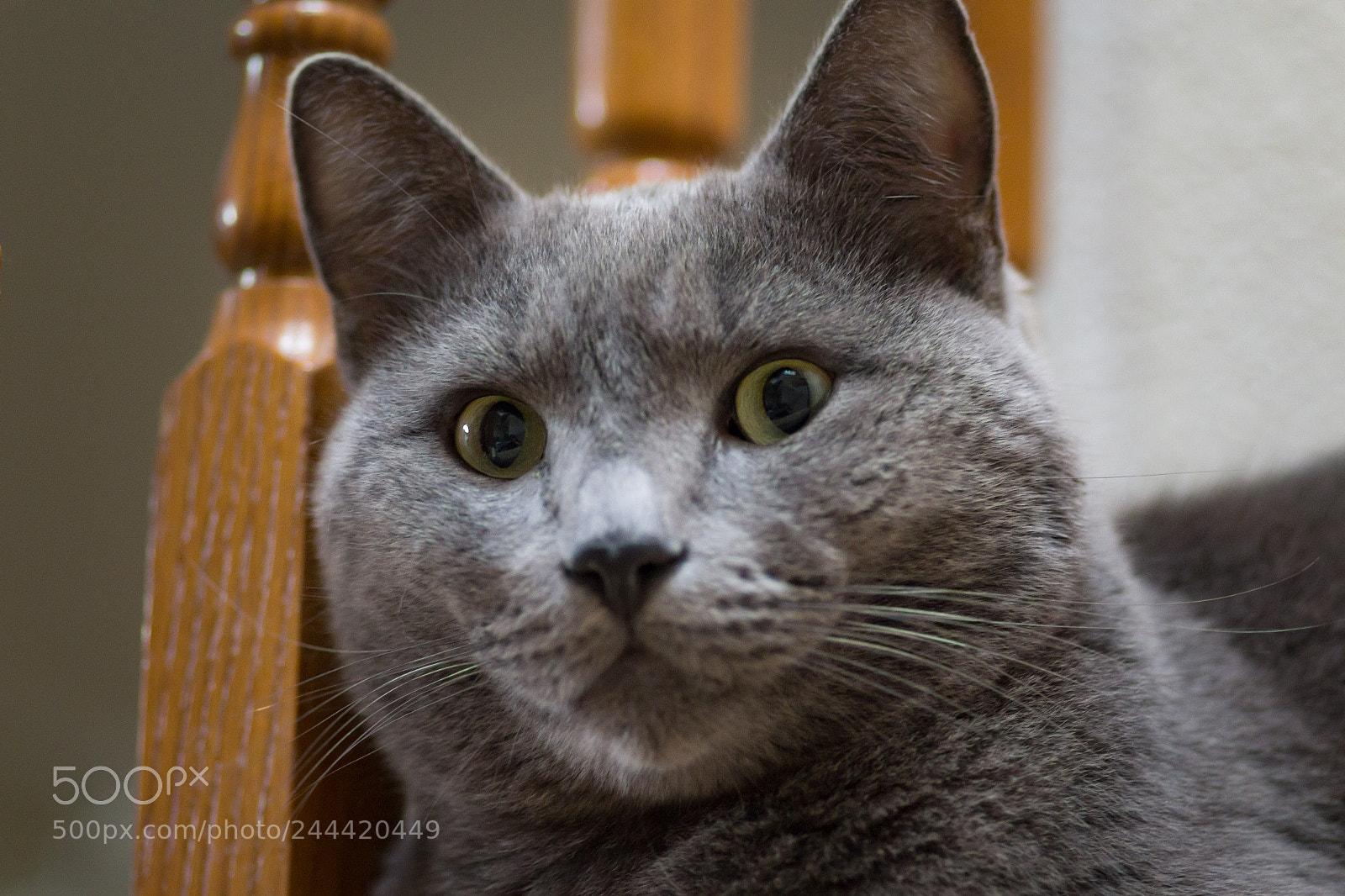 Canon EOS 1200D (EOS Rebel T5 / EOS Kiss X70 / EOS Hi) sample photo. Blue lugosi photography