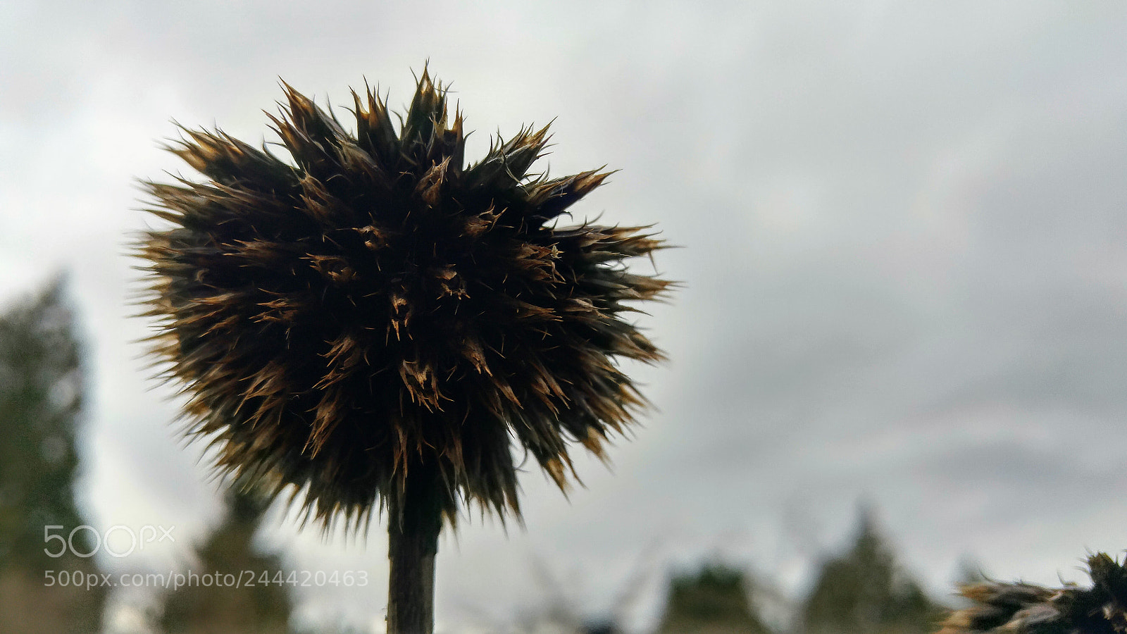 LG G4 sample photo. Interesting flower photography