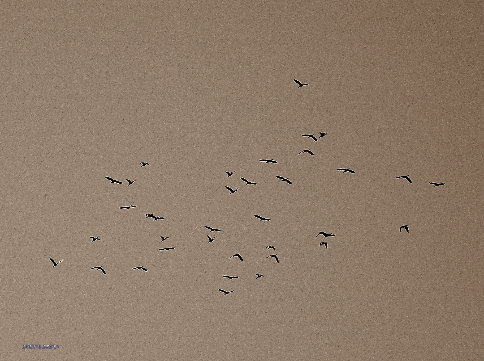 Kodak EasyShare Z981 sample photo. Fly photography