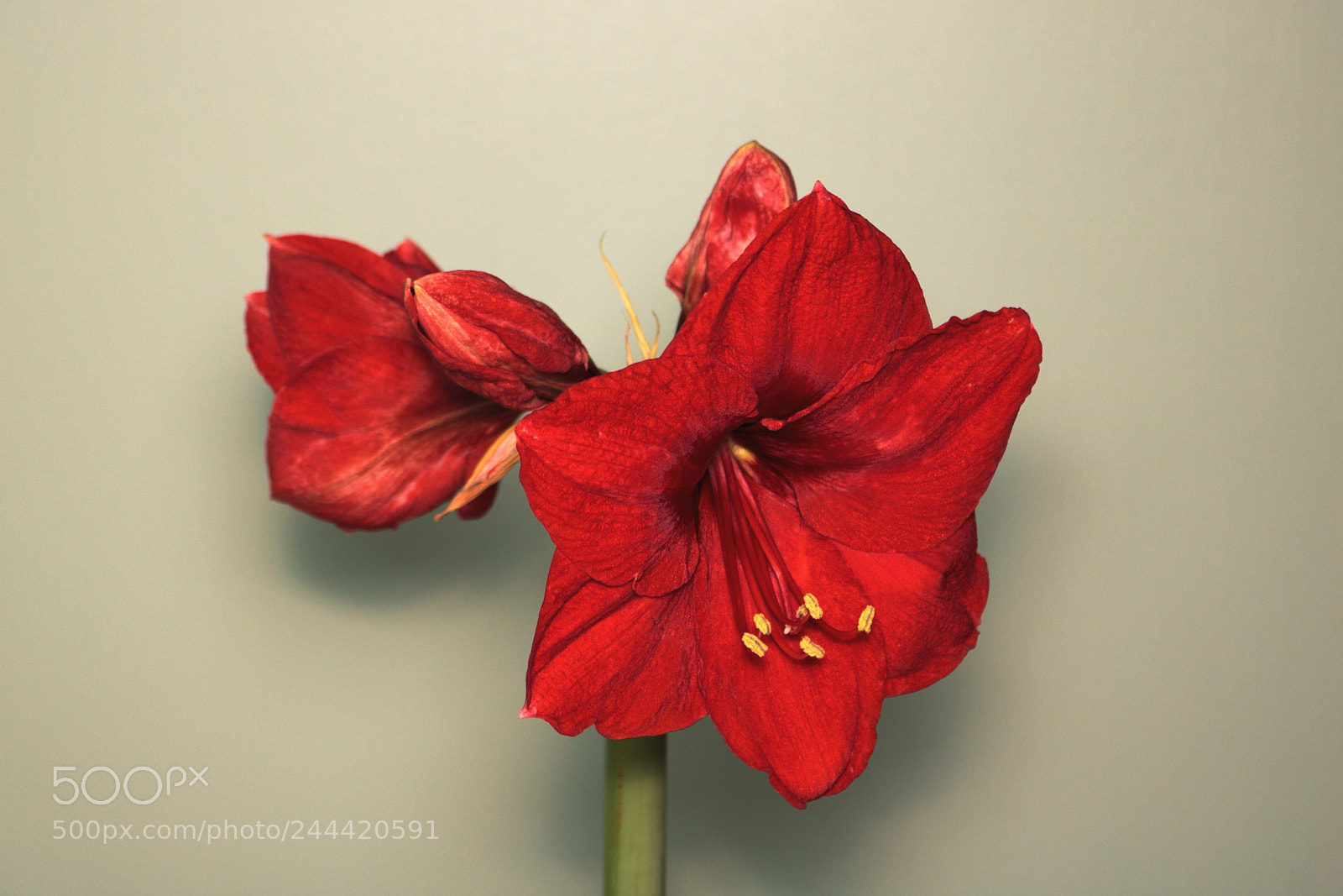 Canon EOS 750D (EOS Rebel T6i / EOS Kiss X8i) sample photo. Amaryllis photography