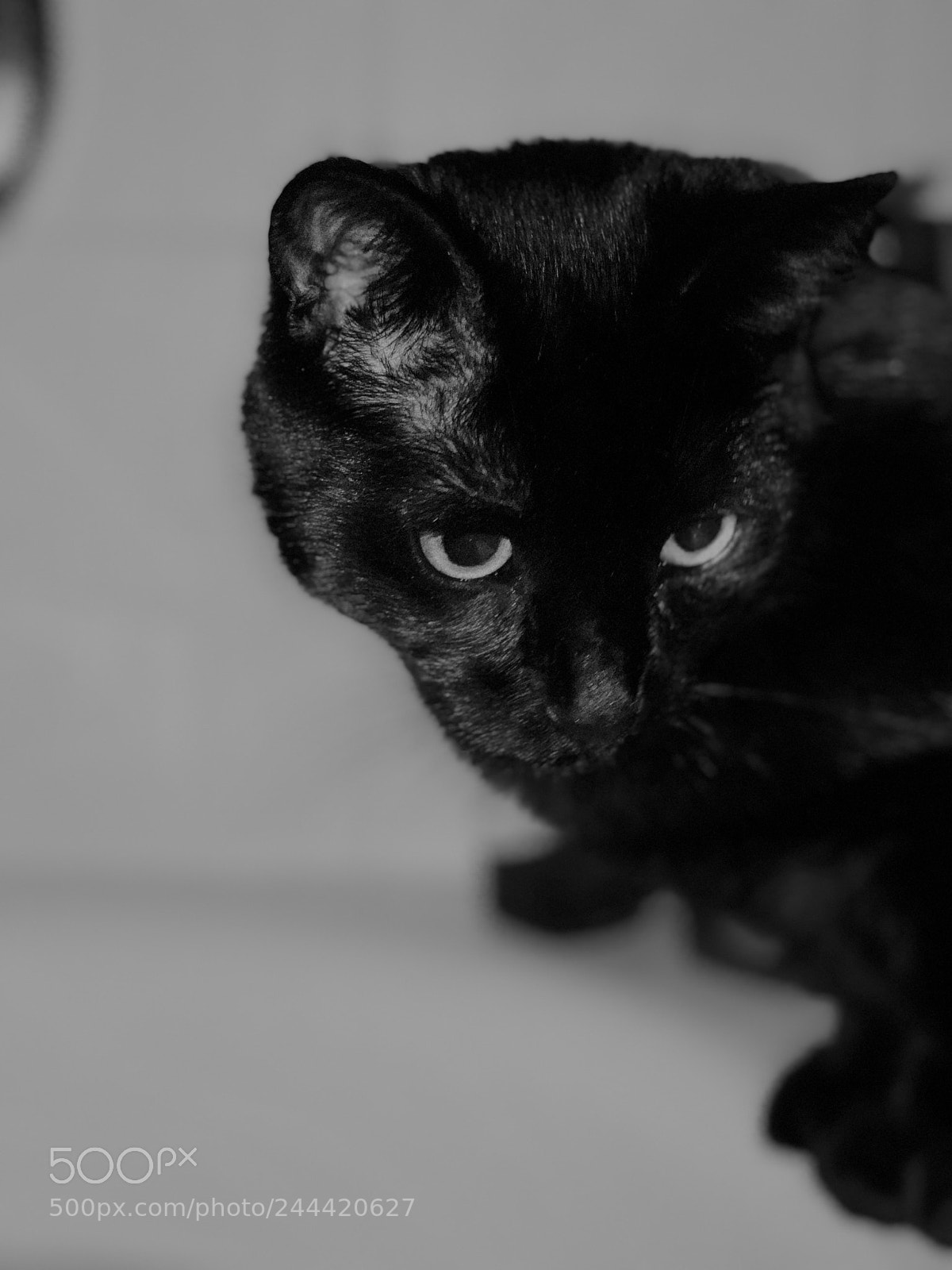 Apple iPhone 8 Plus sample photo. Untitled photography