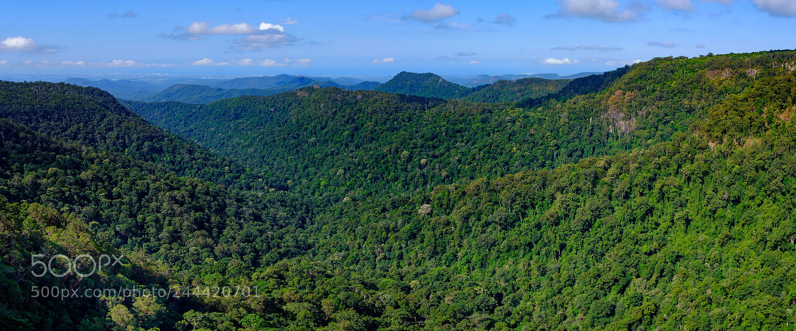 Fujifilm GFX 50S sample photo. Rainforest photography