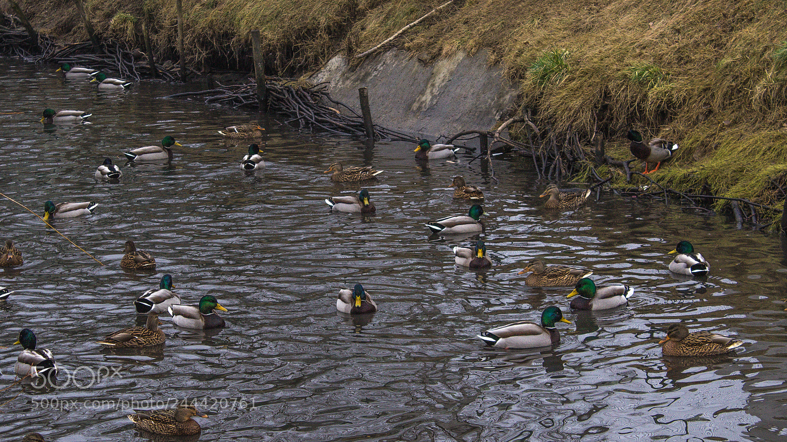 Canon EOS 1200D (EOS Rebel T5 / EOS Kiss X70 / EOS Hi) sample photo. Ducks photography
