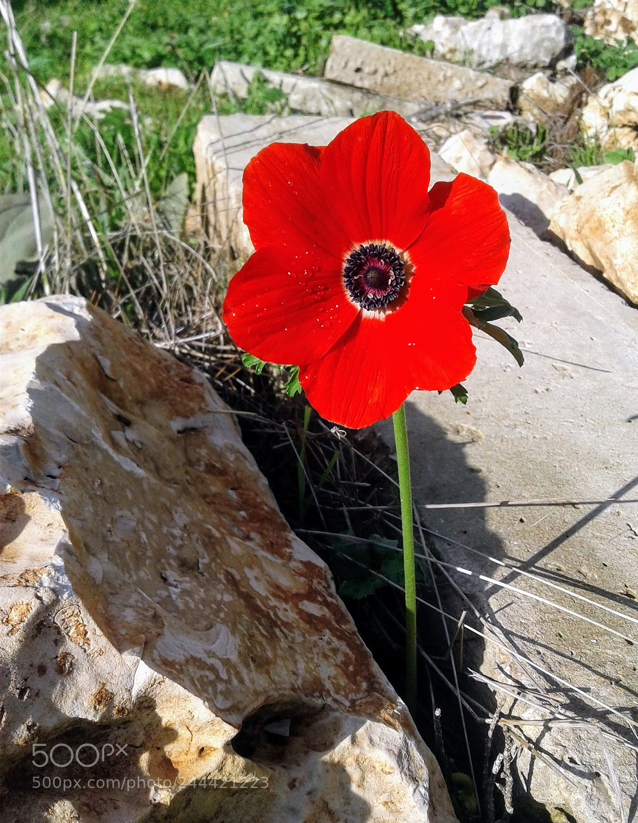 Samsung Galaxy J3(2016) sample photo. Untitled photography