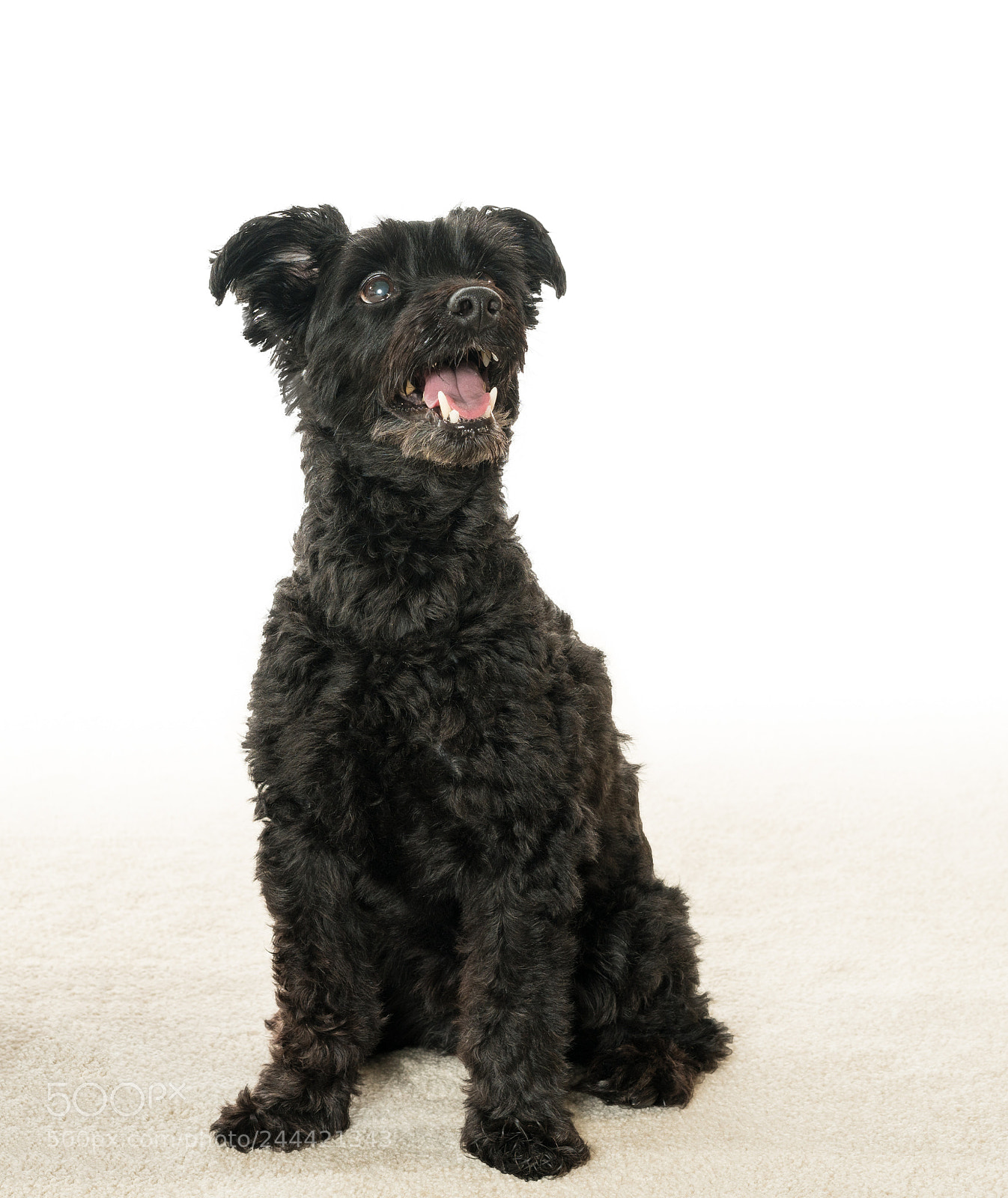 Sony a7R II sample photo. Portrait of black yorkiepoo photography