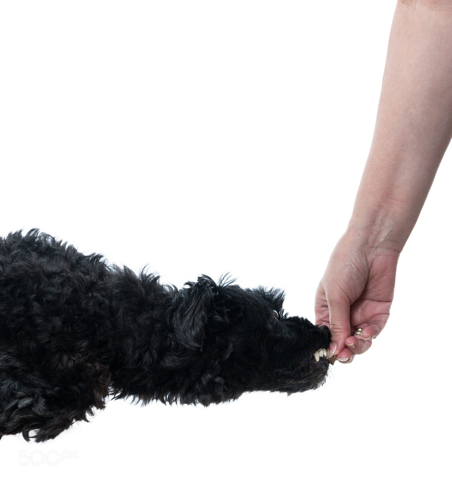 Sony a7R II sample photo. Black poodle leaping for photography