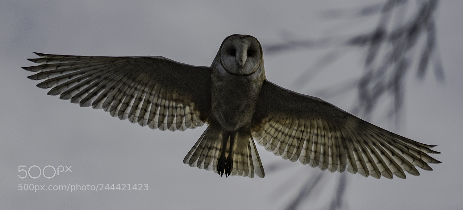 Canon EOS 7D Mark II sample photo. Barn owl photography