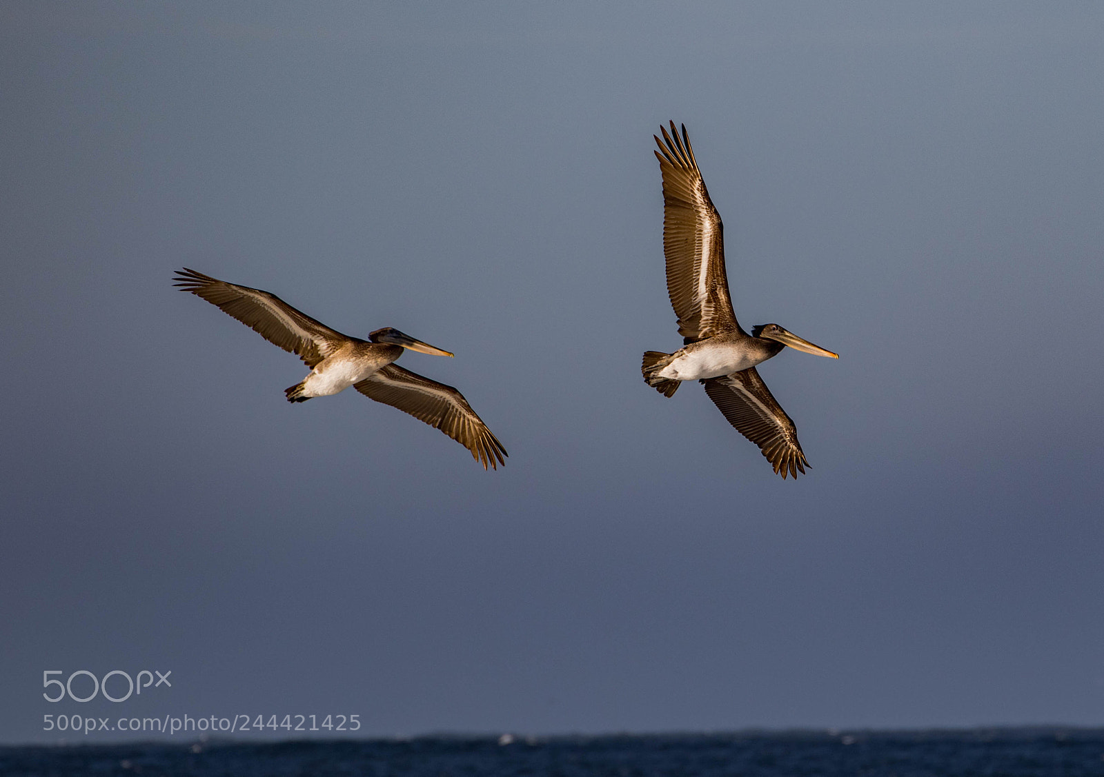 Canon EOS 7D Mark II sample photo. Brown pelicans im photography