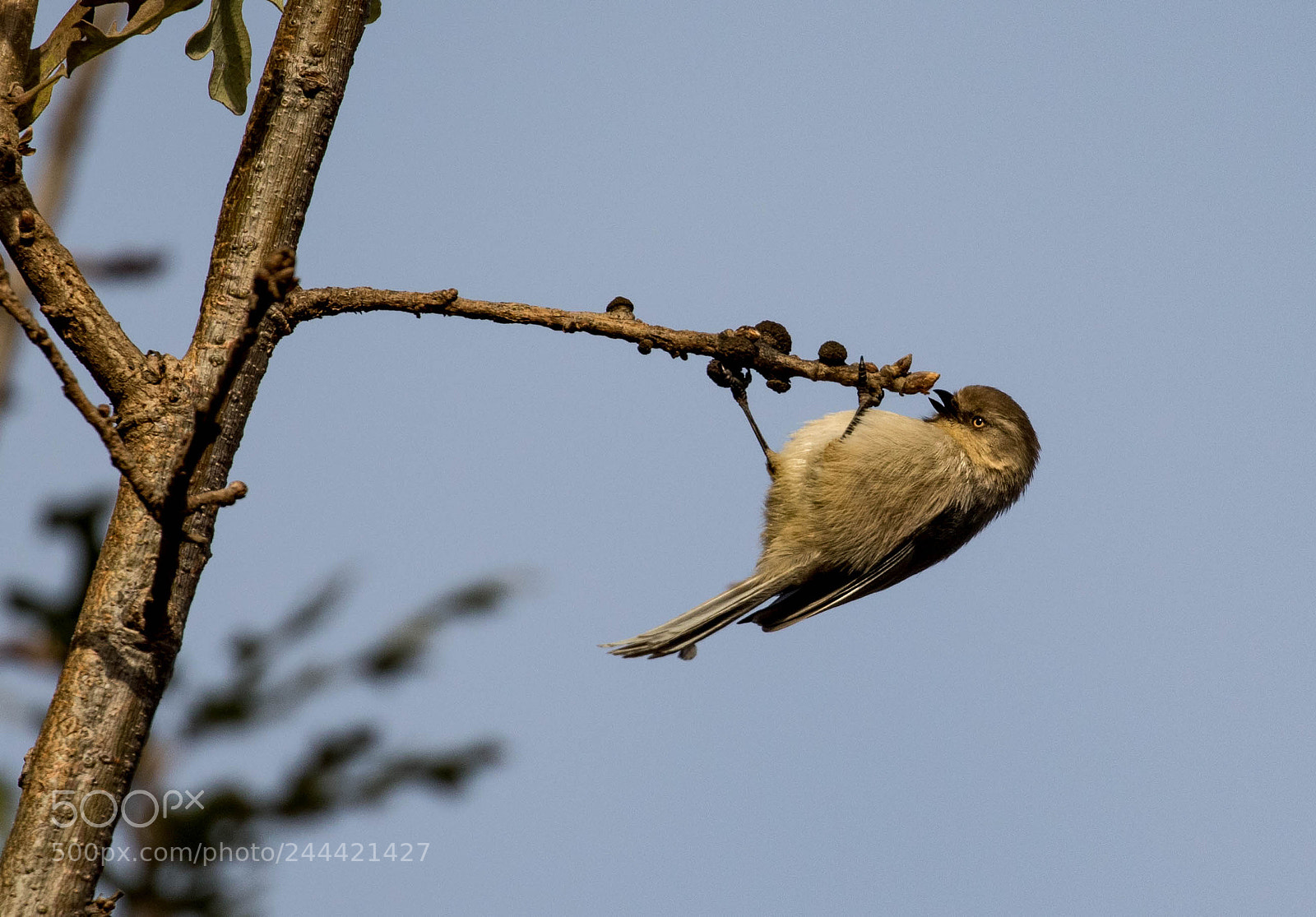 Canon EOS 7D Mark II sample photo. Bushtit photography