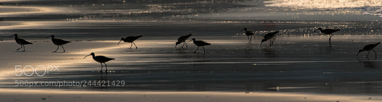 Canon EOS 7D Mark II sample photo. Long-billed curlews photography
