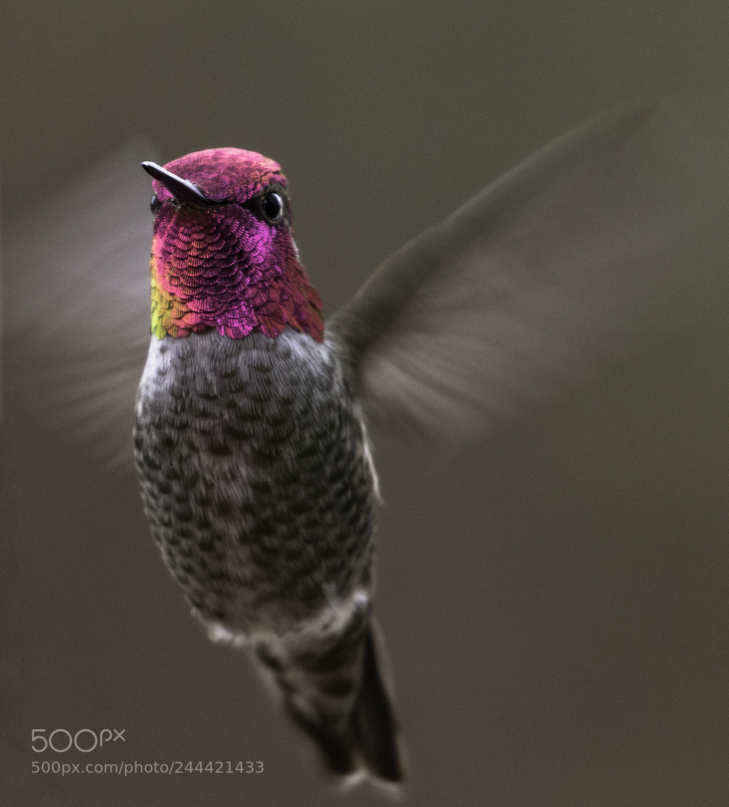 Canon EOS 7D Mark II sample photo. Anna's hummingbird photography