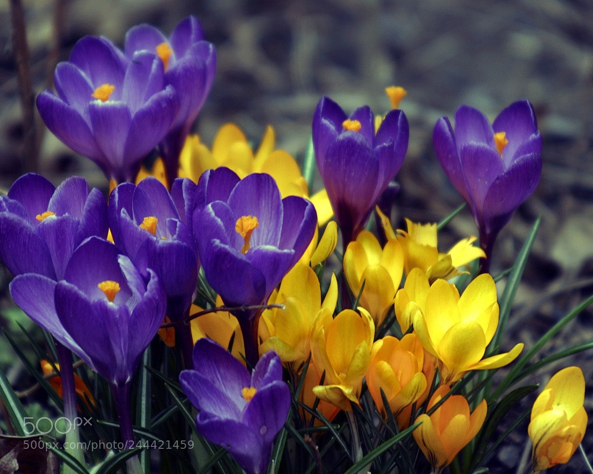 Canon EOS 10D sample photo. Crocus patch photography