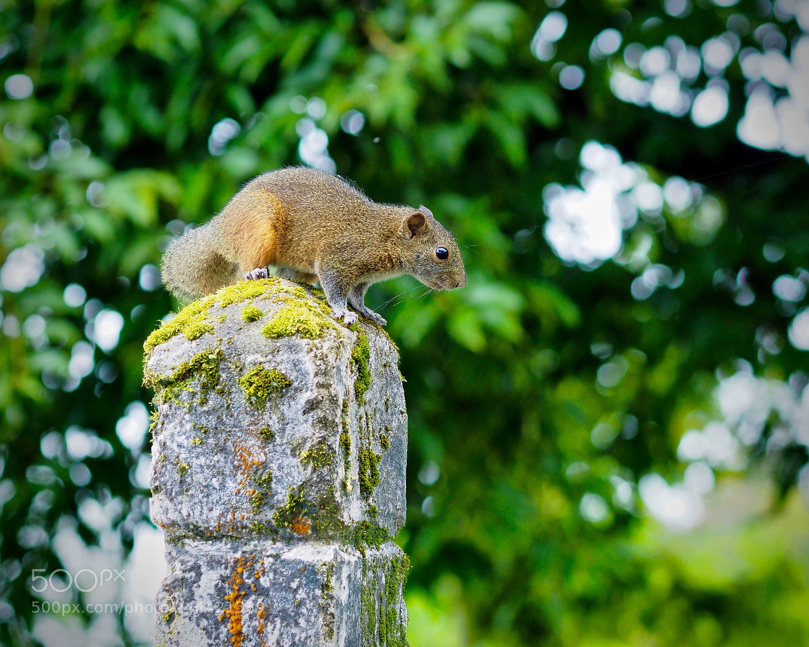 Olympus PEN-F sample photo. Orange bellied himalayan squirrel photography