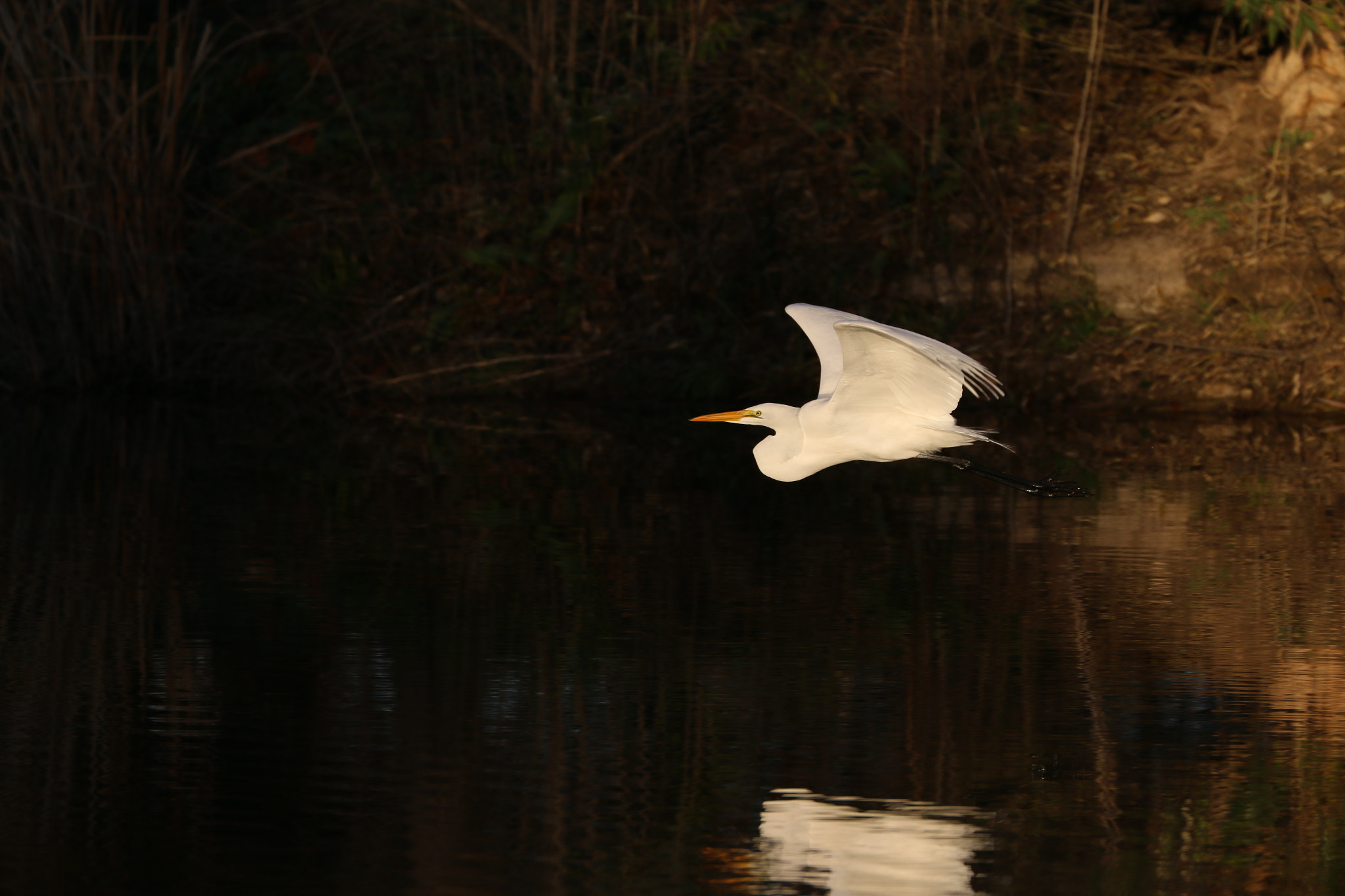 Canon EF 70-300mm F4-5.6L IS USM sample photo. Great egret photography