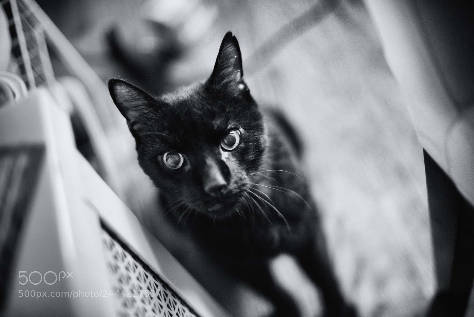 Nikon D800E sample photo. Gato negro photography