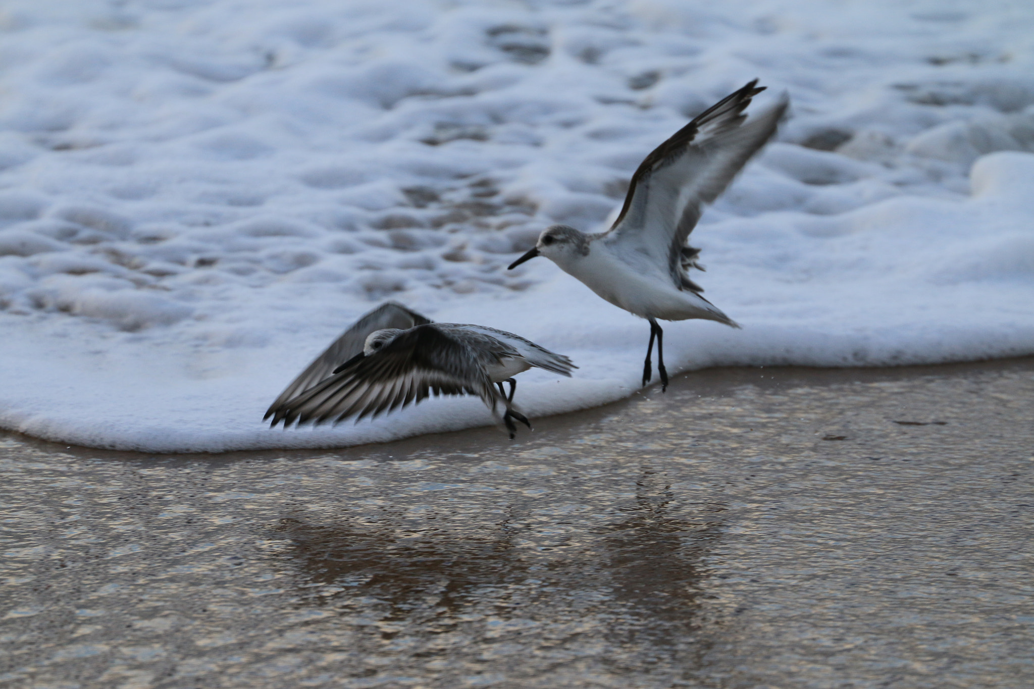 Canon EOS 70D + Canon EF 70-300mm F4-5.6L IS USM sample photo. Sanderlings2 photography