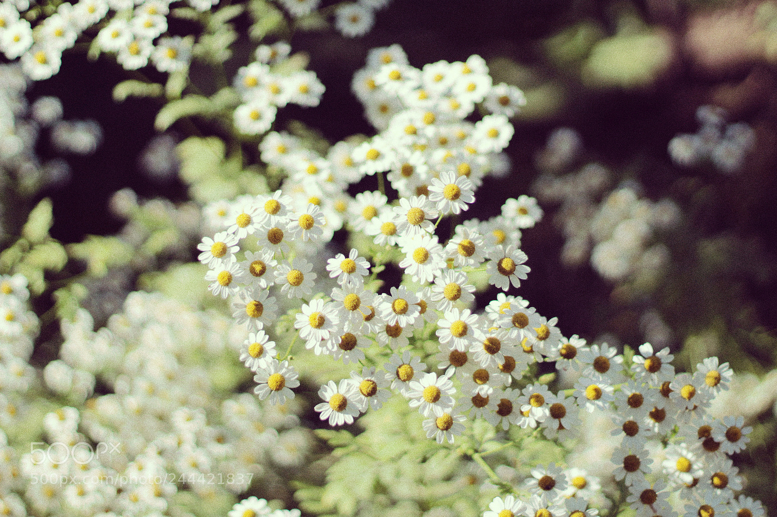 Canon EOS 1200D (EOS Rebel T5 / EOS Kiss X70 / EOS Hi) sample photo. Daisy photography