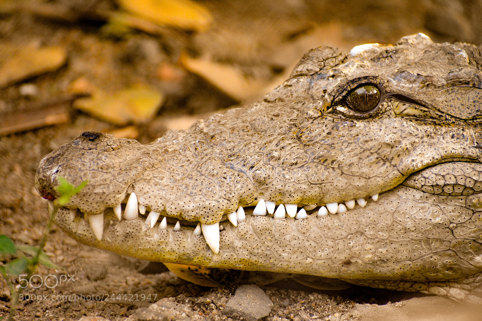 Nikon D3400 sample photo. Crocodile photography