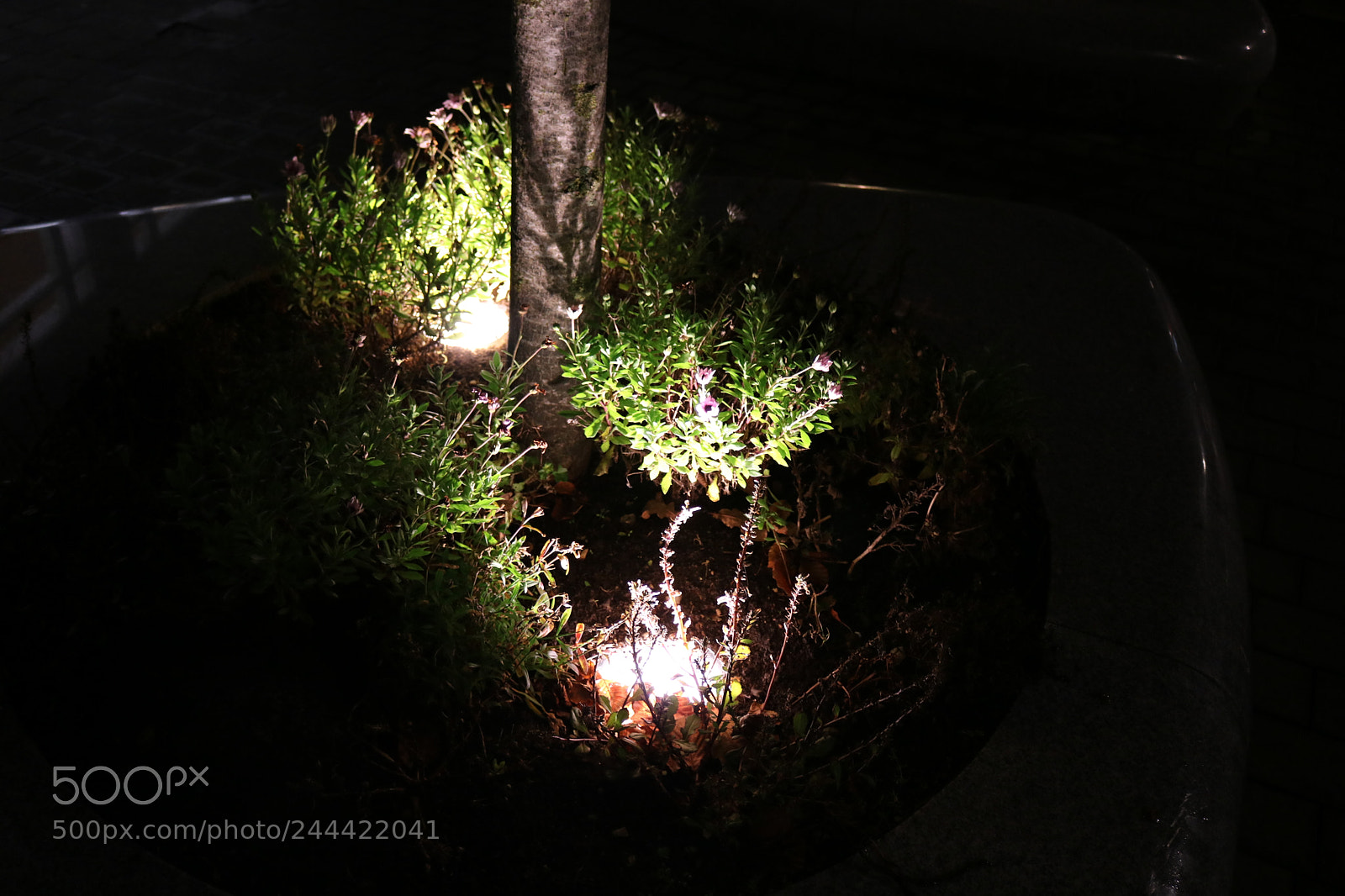 Canon EOS 750D (EOS Rebel T6i / EOS Kiss X8i) sample photo. Lightend up photography