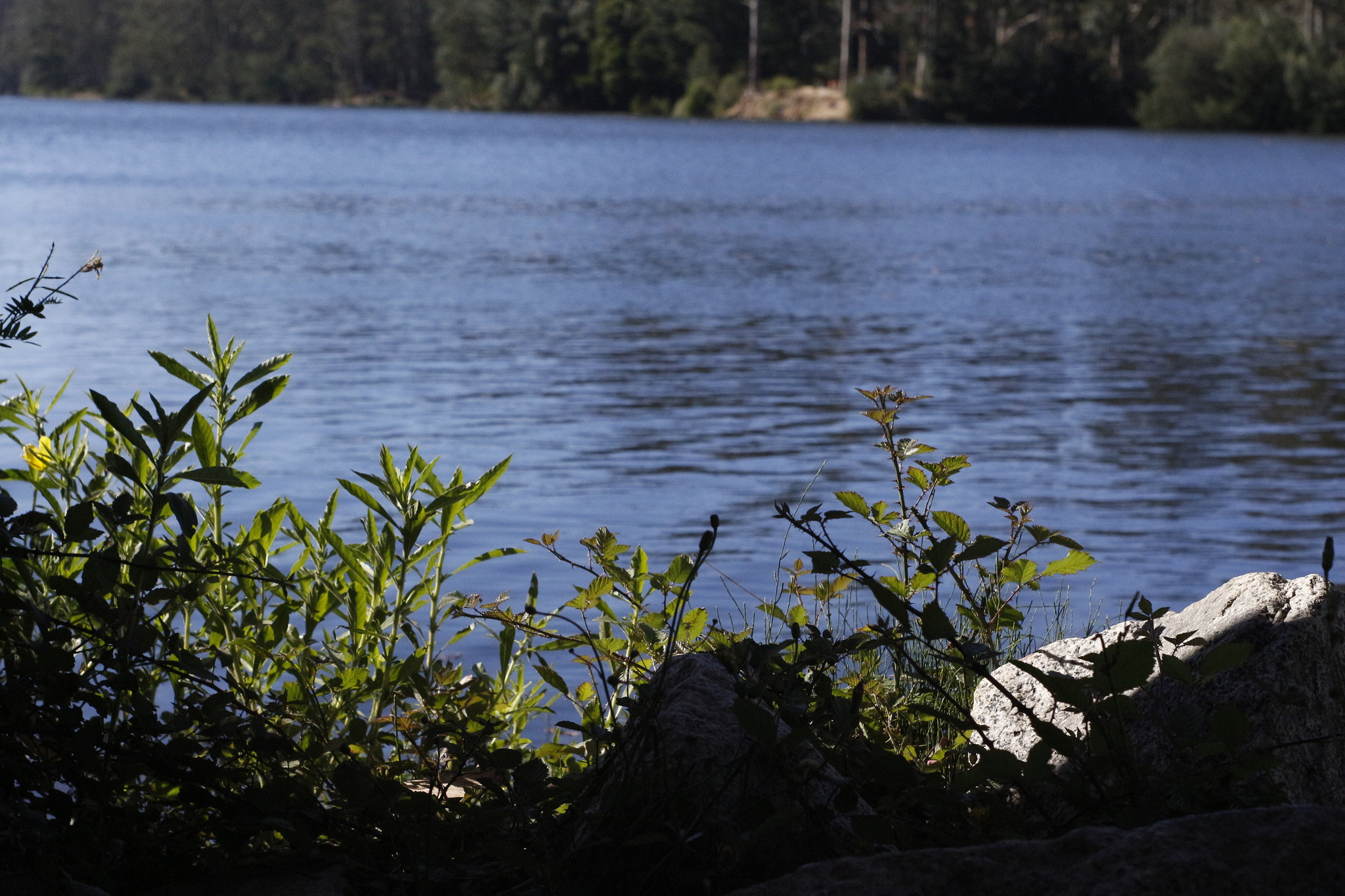 Canon 50mm sample photo. Peace photography