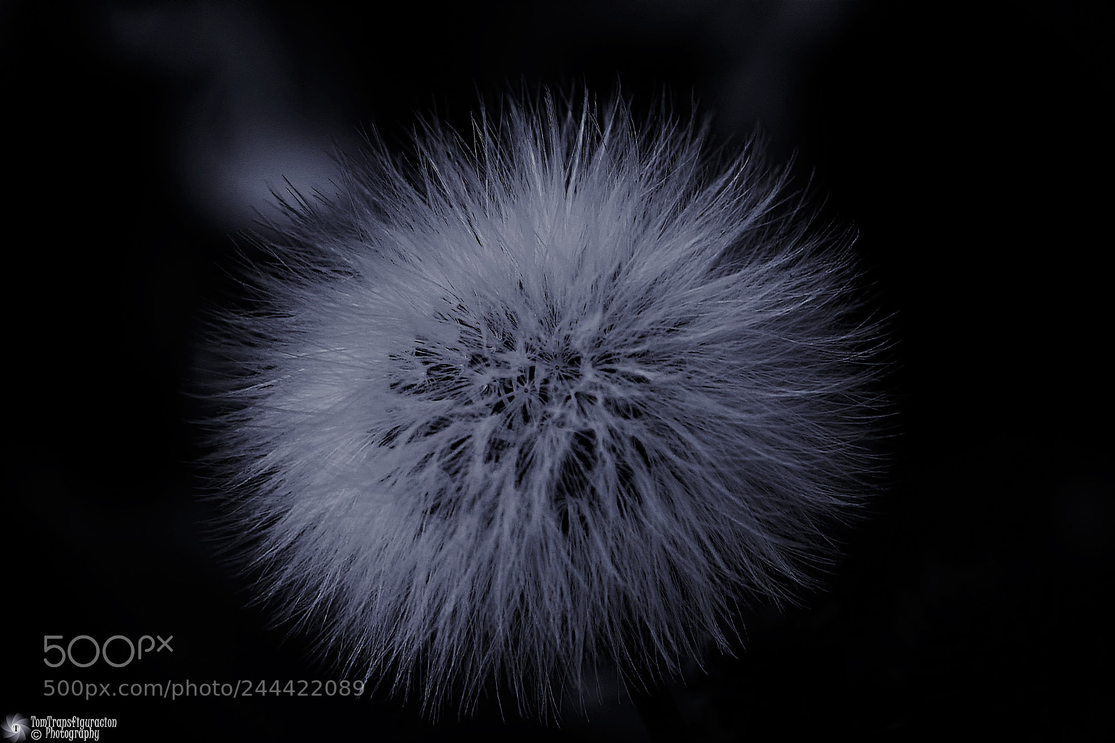 Nikon D500 sample photo. Puffball photography