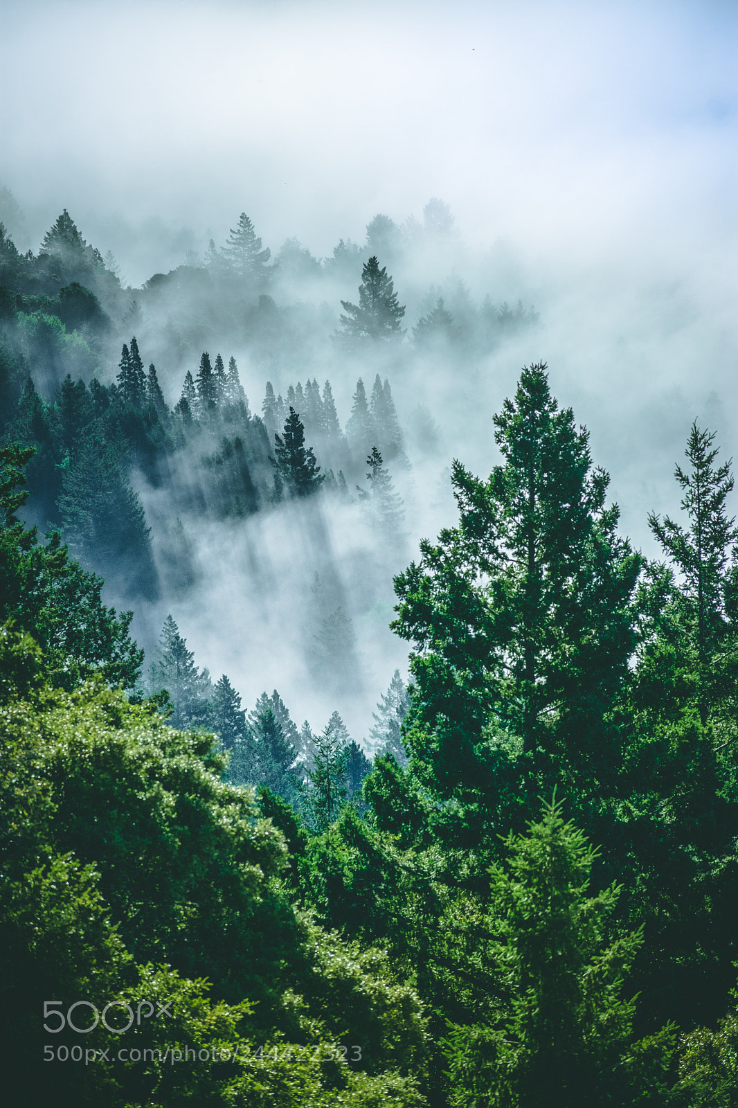 Nikon D3400 sample photo. Fog photography