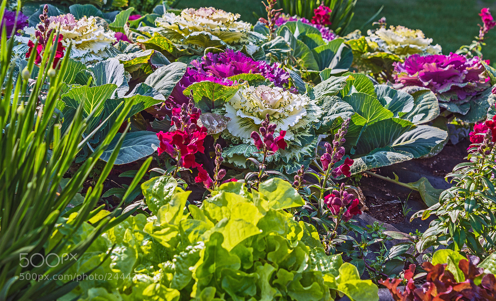 Nikon D610 sample photo. Summer colours of talkeetna photography